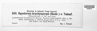 Meloderma desmazieri image